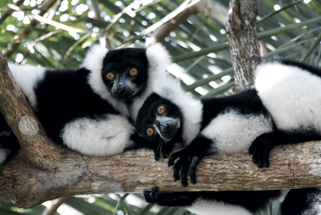 Wissenswertes zu Ihrem Urlaubsziel Madagaskar