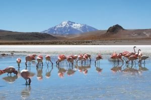 Flamingos Uyuni Salt Flat Bolivia, South America
