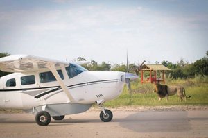 In Botswana werden Sie bereits erwartet In Botswana werden Sie bereits erwartet