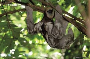 Faultier im Regenwald