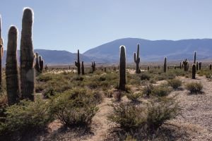 Riesenkakteen im Nationalpark Los Cardones zwischen Cachi und Salta in Argentinien
