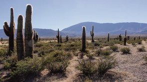 Nationalpark de las Cardones