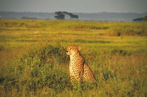 Gepard im Amboseli Nationalpark