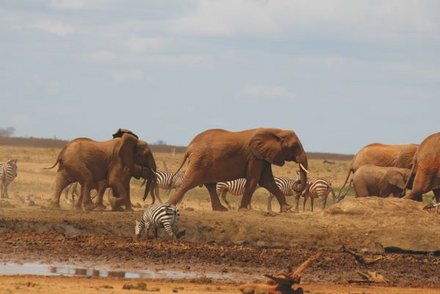 Sichtungen im Tsavos Nationalpark