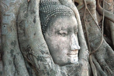 Baumgesichter in Ayutthaya
