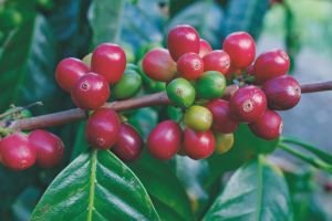 Kaffeekirschen auf einer Kaffeeplantage in Boquete im Hochland von Panama
