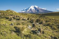 Chimborazo Vulkan Ecuador mit Schafen auf Anden Hochland Moorlandschaft
