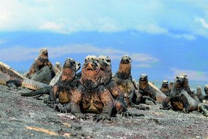 Meerechsen Galápagos Inseln Ecuador auf Lavagestein an der Küste