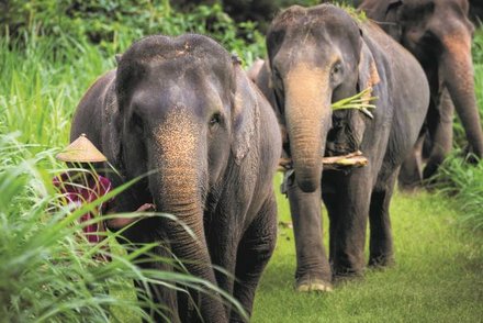 Elefanten im Elephant Hills Camp