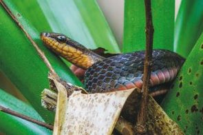 Schlange bei Wanderung im Arenal Vulkan, Costa Rica 