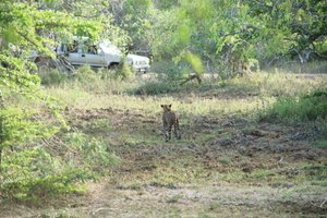Ein Höhepunkt auf jeder Reise: Sichtung eines Leoparden