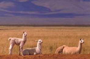 Alpacas in Jujuy
