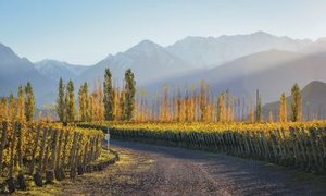 Weinreben im Valle de Uco bei Mendoza mit Blick auf die Anden in Argentinien