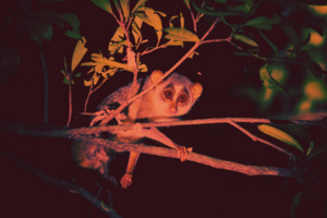 Ein scheuer Loris auf nächtlicher Entdeckungstour ©Back of Beyond