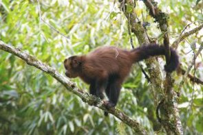 Ein Totenkopfaffe sitzt im Manu Nationalpark im peruanischen Amazonas-Regenwald.