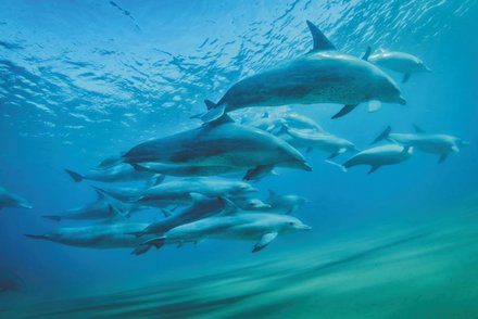 Schnorcheln mit Delfinen