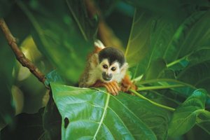 Totenkopfäffchen im tropischen Regenwald des Corcovado Nationalparks in Costa Rica
