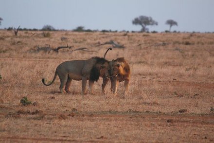 Zwei Löwenmännchen im Tsavo East Nationalpark