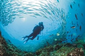 Galapagos Loop Geo Reisen Ecuador Unterwasserwelt Isabela