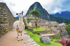 Ein Lama steht auf einem Wanderweg vor der berühmten Inkastadt Machu Picchu in den peruanischen Anden.