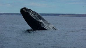 Wal auf der Halbinsel Valdes