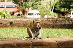 Überall zu treffen: Kleine Makaken auf der Suche nach was Leckerem
