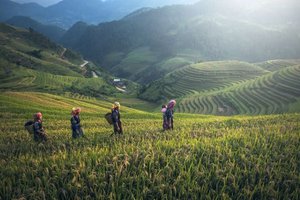 Reisfelder rund um Sapa in Vietnam Reisfelder rund um Sapa in Vietnam