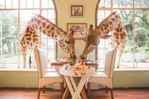 Zwei Giraffen strecken den Kopf durch das Fenster im Giraffe Manor