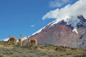 Vicuna Vulkan Cotopaxi