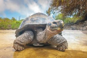 Galápagos Riesenschildkröte Ecuador in natürlicher Umgebung
