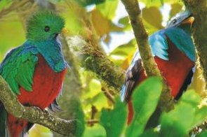 Monteverde, Nebelwald, Quetzal