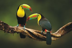 Toucan sitzend auf dem Ast im Wald, grüne Vegetation, Costa Rica. Die Natur reist in Zentralamerika. 