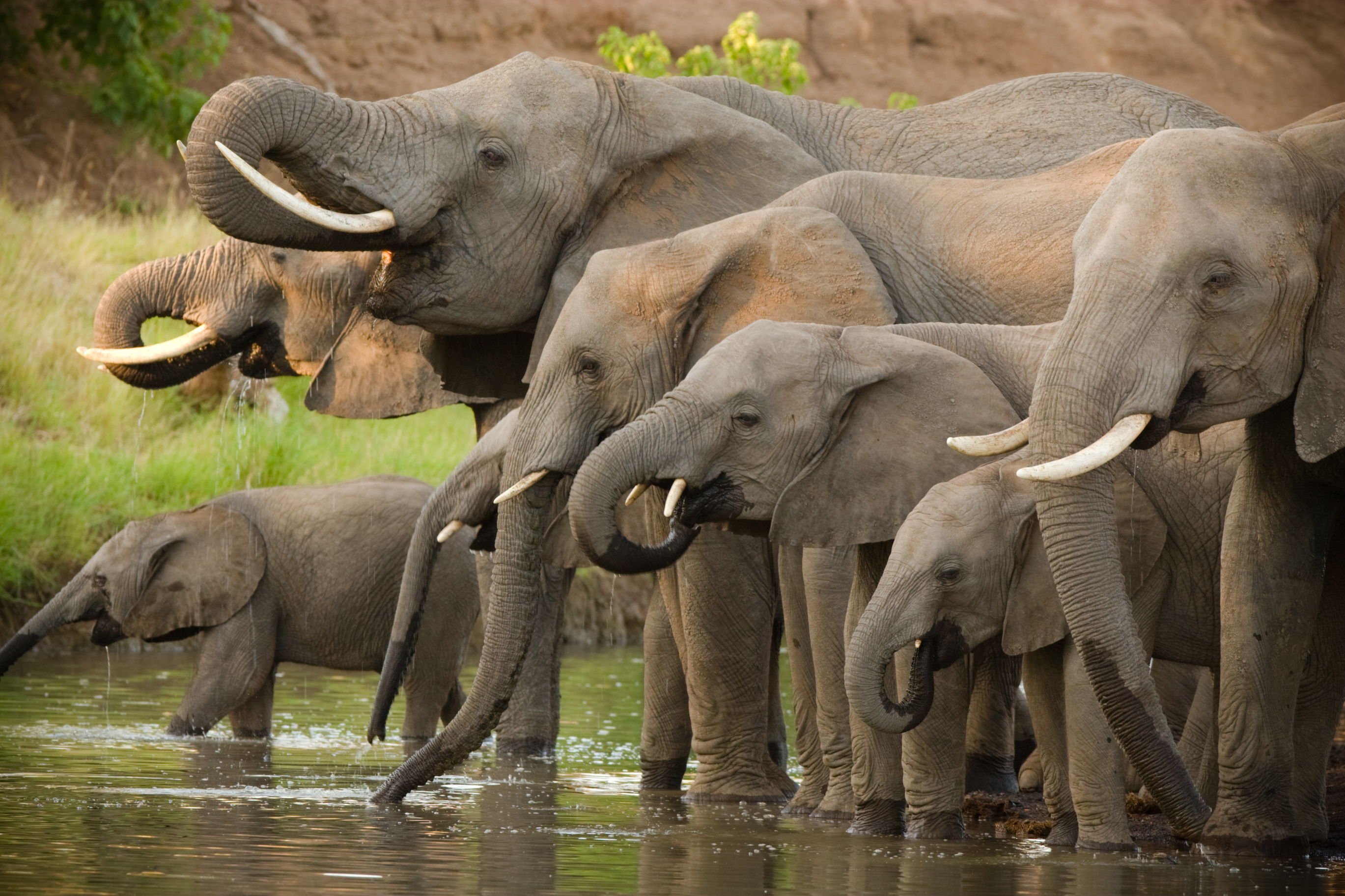 Flitterwochen in Botswana Teaserbild