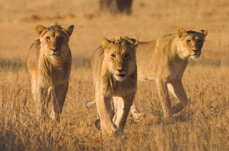 Urlaub in Afrika