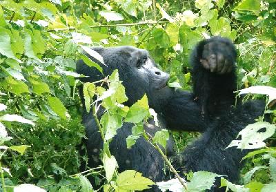 Urlaubsreisen nach Uganda