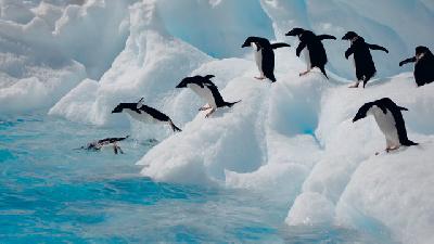 Antarktis bereisen: Alle Infos A-Z