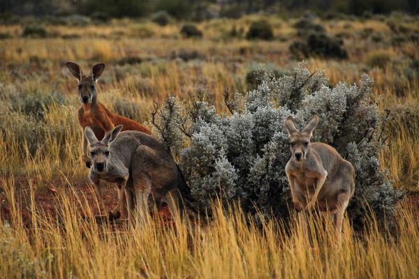Kängurus in den Gawler Ranges, Australien