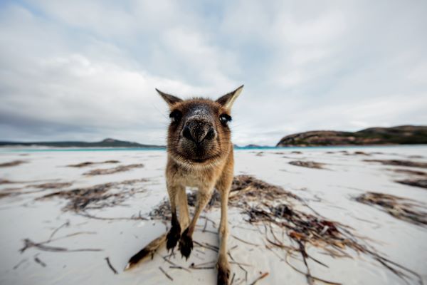 Kurzreisen & Bausteine Australien Teaserbild