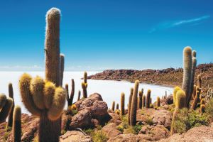Big cactus on Incahuasi island, salt flat Salar de Uyuni, Altiplano, Bolivia