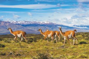 Guanacos Patagonien