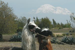 ecuador australia plus indra waldbüßer lamas anden