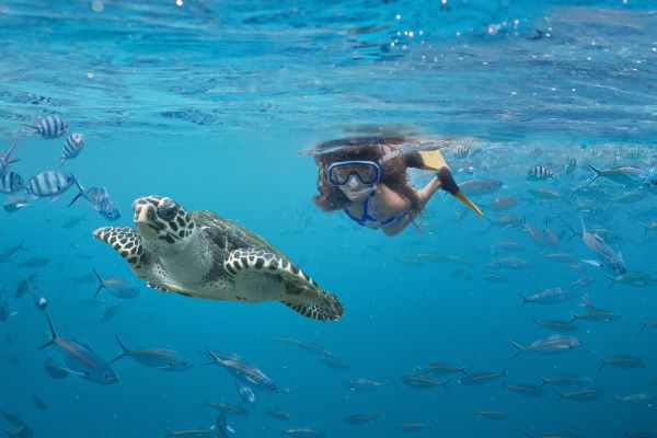 Mit Schildkröten im Meer schwimmen Mit Schildkröten im Meer schwimmen