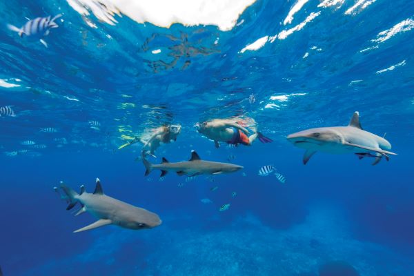 Schnorcheln mit den Fiji Sharks