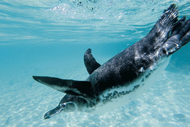 Tauchkreuzfahrten im Pazifik: Galapagos Inseln