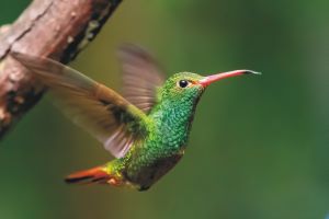 Rufous-tailed Hummingbird, Amazilia tzacatl, beautiful flying colorful small hummingbird, Mindo, Ecuador