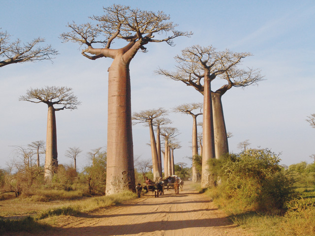 Urlaub auf Madagaskar buchen Teaserbild