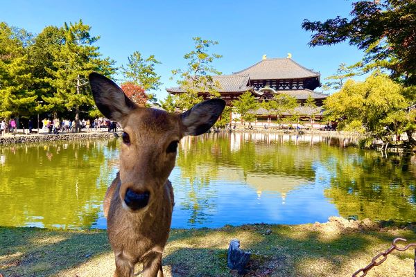 Begegnungen in Nara am Todaiji Tempel Begegnungen in Nara am Todaiji Tempel