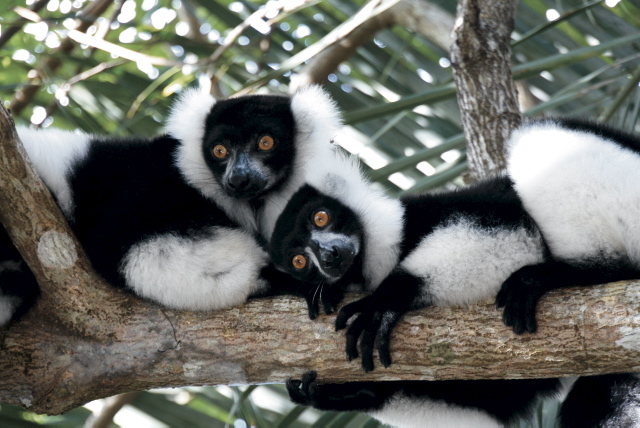 Wissenswertes zu Ihrem Urlaubsziel Madagaskar Teaserbild