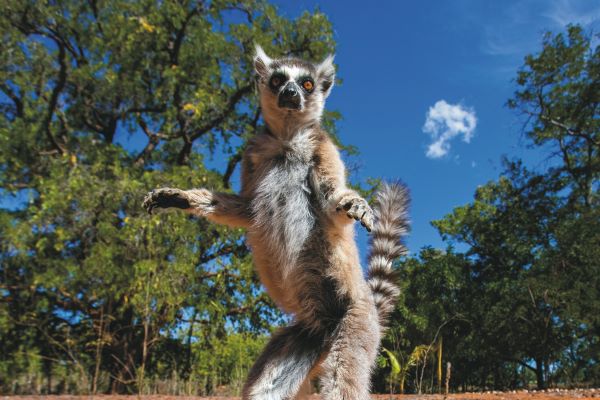 Ein Lemur auf Madagaskar Lemur auf Madagaskar