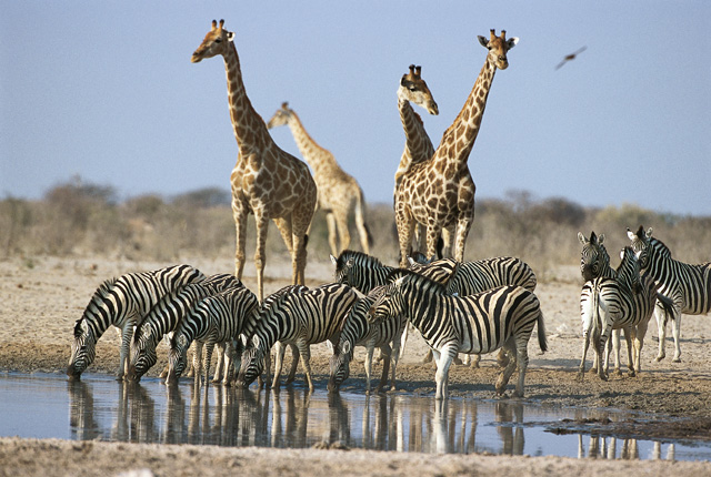 Flitterwochen in Namibia Teaserbild